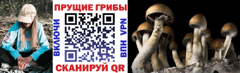 что такое наркотик  Слюдянка  мориарти состав  Псилоцибиновые грибы прущие грибы 
